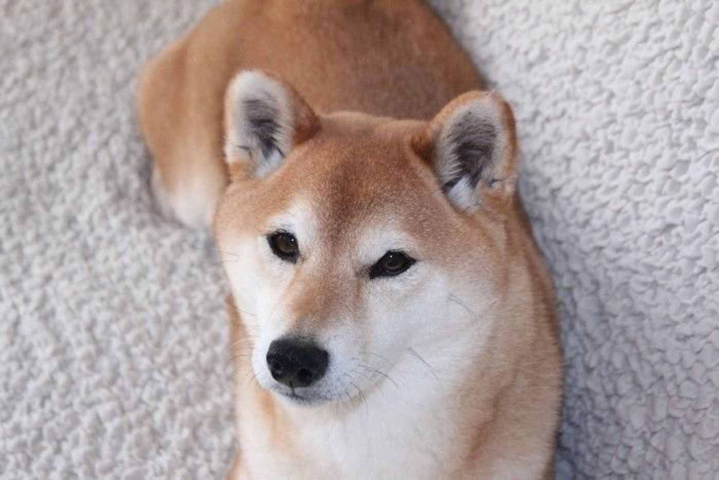 犬の毛についた花粉が気になる季節 マロたんがブルブルの仕方教えます いぬのきもちweb Magazine 犬の毛についた花粉が気になる季節 マロたんがブルブルの仕方教えます いぬのきもちweb Magazine