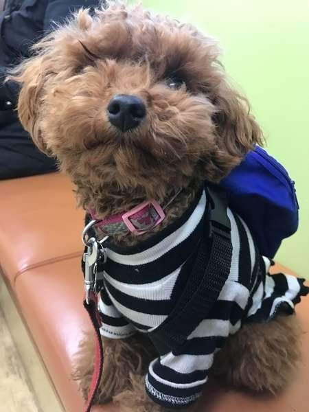 待合室、イイコでおまち♪トイ・プードルのちぃちゃん！