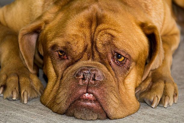 ボルドー マスティフの特徴と性格 飼い方 価格相場など 犬図鑑 いぬのきもちweb Magazine