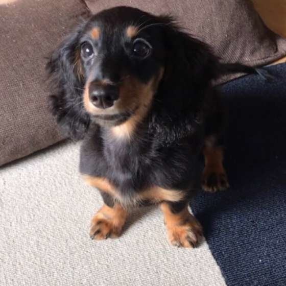 ダックスフンド