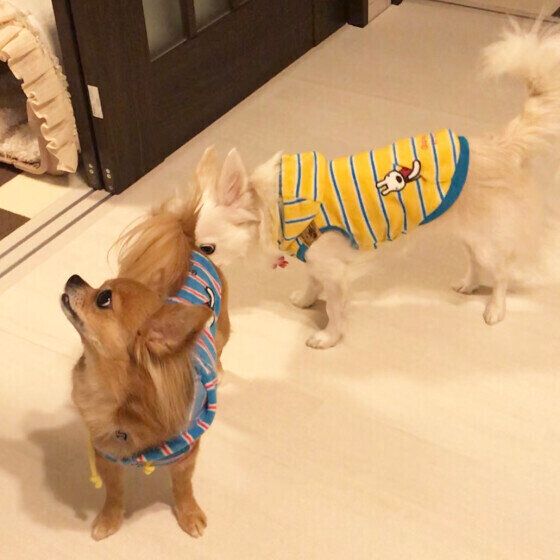 チワワ　ミルク　