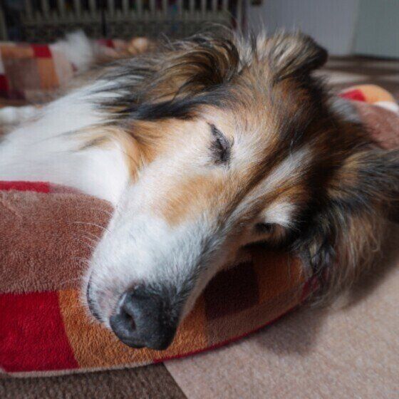 愛犬が夜になぜ寝ない？いつもは寝るのにどうして？ライフステージ別の理由と対処法 いぬのきもち