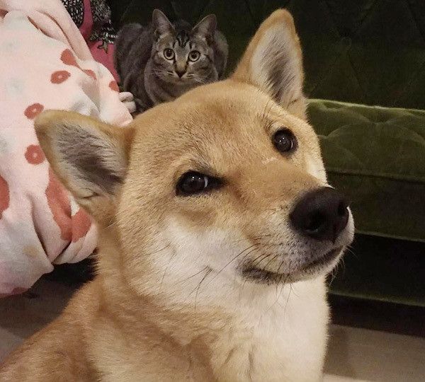 見つめる柴犬と猫