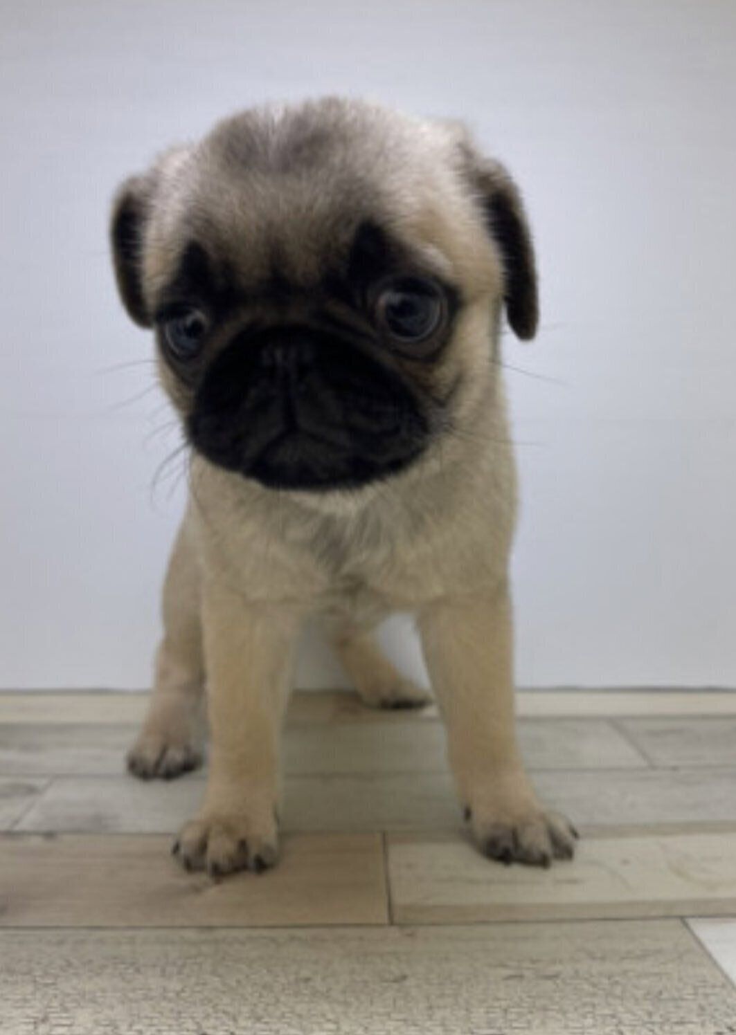 生後3カ月頃の犬