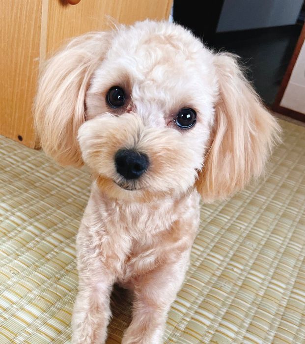 1才2カ月の犬
