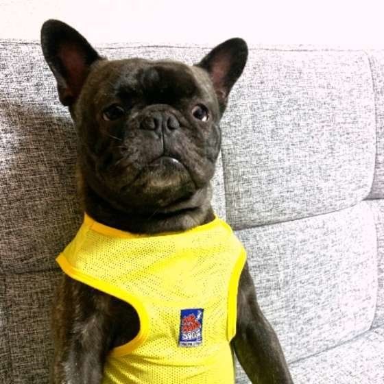 座るフレンチブルドッグ