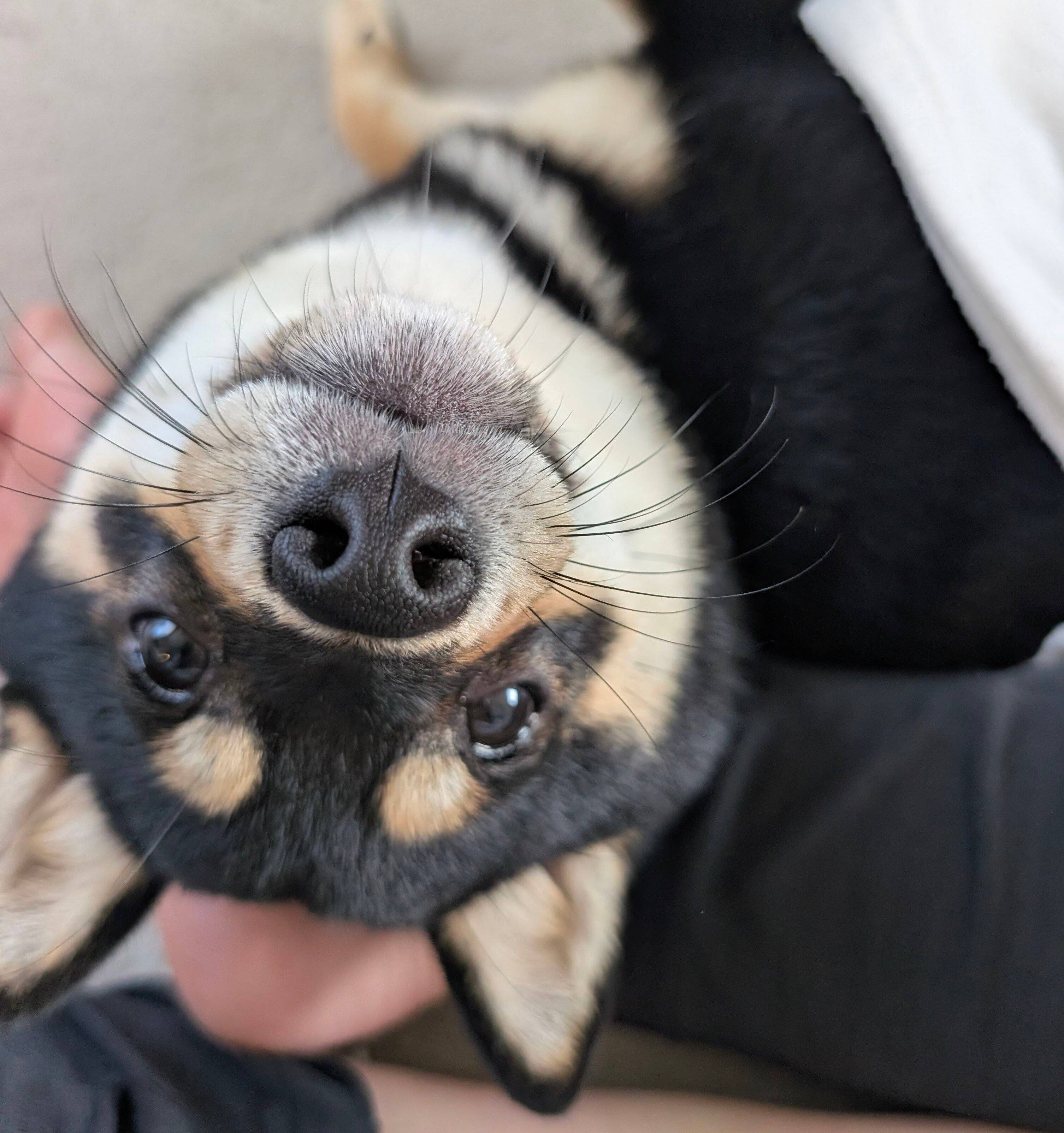 飼い主さんにくっつくてるこちゃん