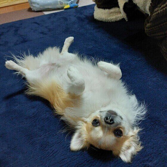 チワワのくうちゃん
