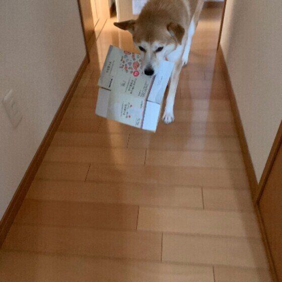 お出迎えする秋田犬