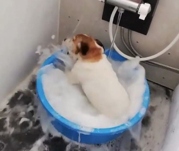 お風呂が大好きな犬