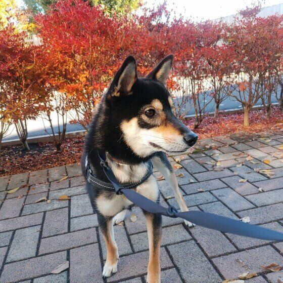 お散歩中の銀次郎くん