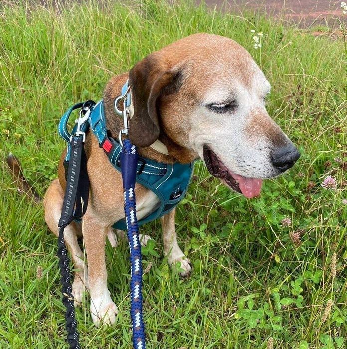 先代犬のケイくん