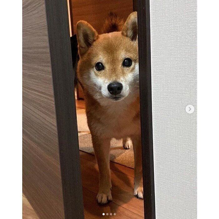 「ごはんまだ?」とやってきた豆助くん