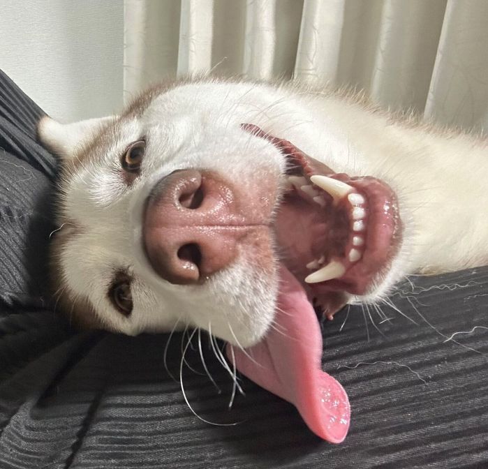 だらける雪風ちゃん