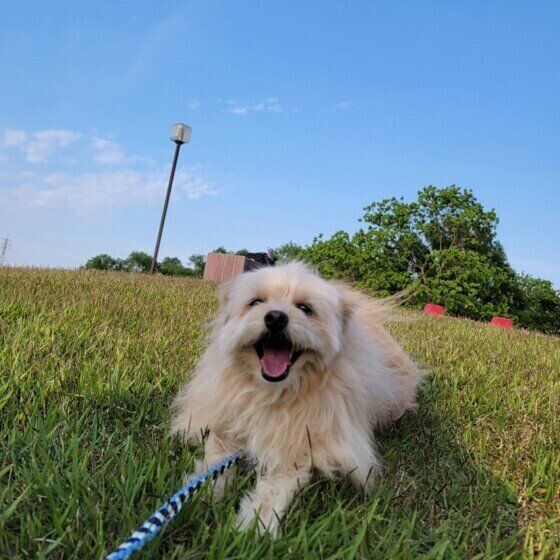 散歩する小太郎くん