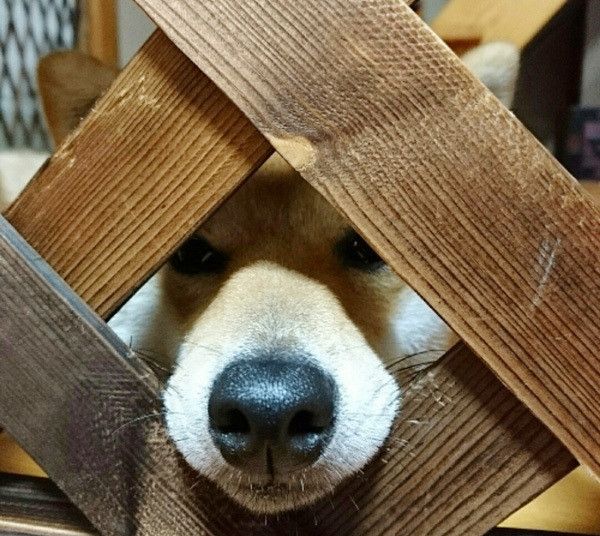 見つめる柴犬