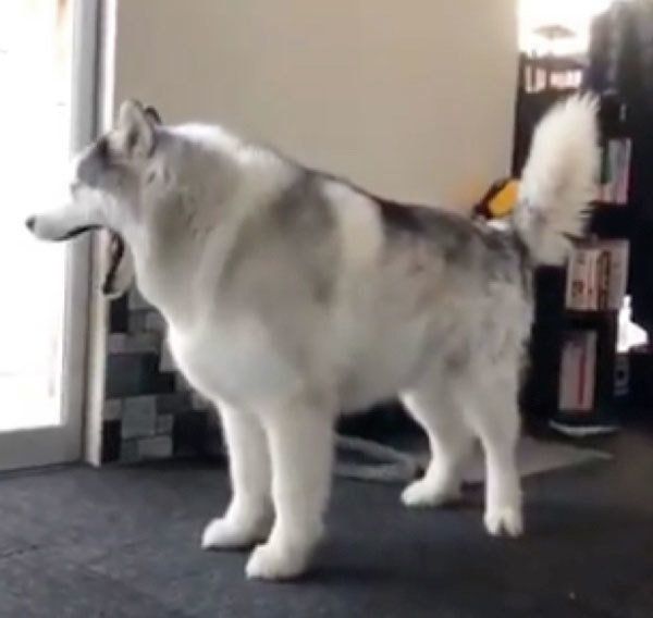 あくびをするフィスくん