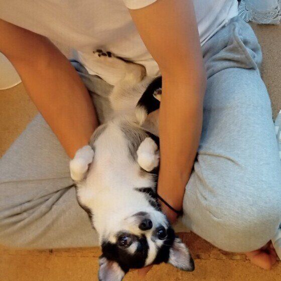 チワワのつばめちゃんのひざ乗り