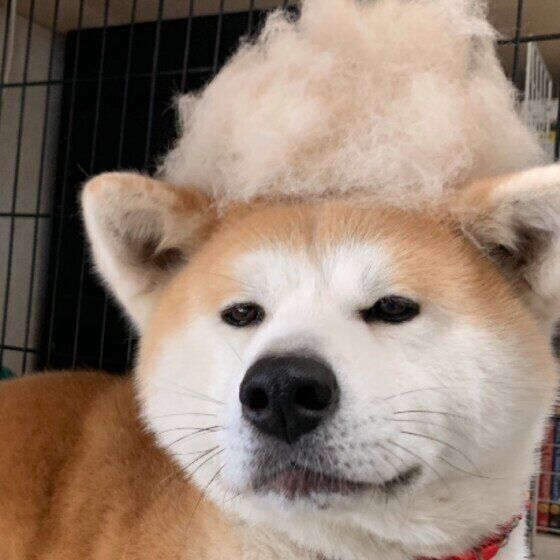 犬の抜け毛が増える時期がやってきた！ 秋の換毛期の特徴とは いぬのきもち