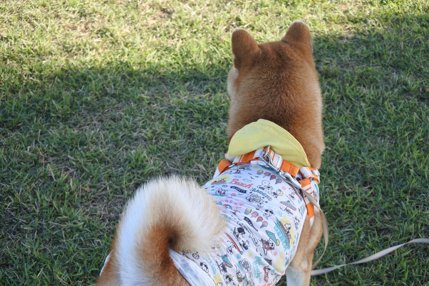 犬に霊感はある なし 柴犬マロたんに見えたものとは いぬのきもちweb Magazine 犬に霊感はある なし 柴犬マロたんに見えたものとは いぬのきもちweb Magazine