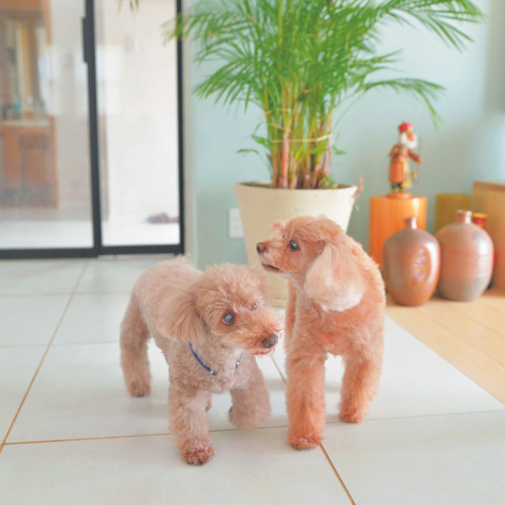 ぷりんちゃん（右）とイヴくん（左）。ぷりんちゃんが失明したあとも、イヴくんは適度な距離感を保って上手に遊んでいます