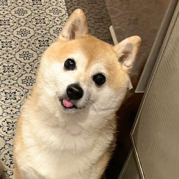 きゅるんとした瞳が特徴的なくるみちゃん