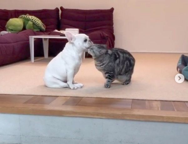 マロンちゃんにペロペロしてもらうべんじーちゃん