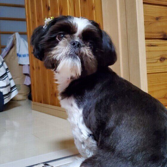 シャンプー後のシーズー