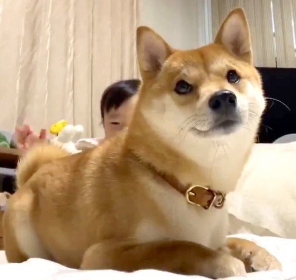 妹ちゃんにモフモフされるりんご郎くん