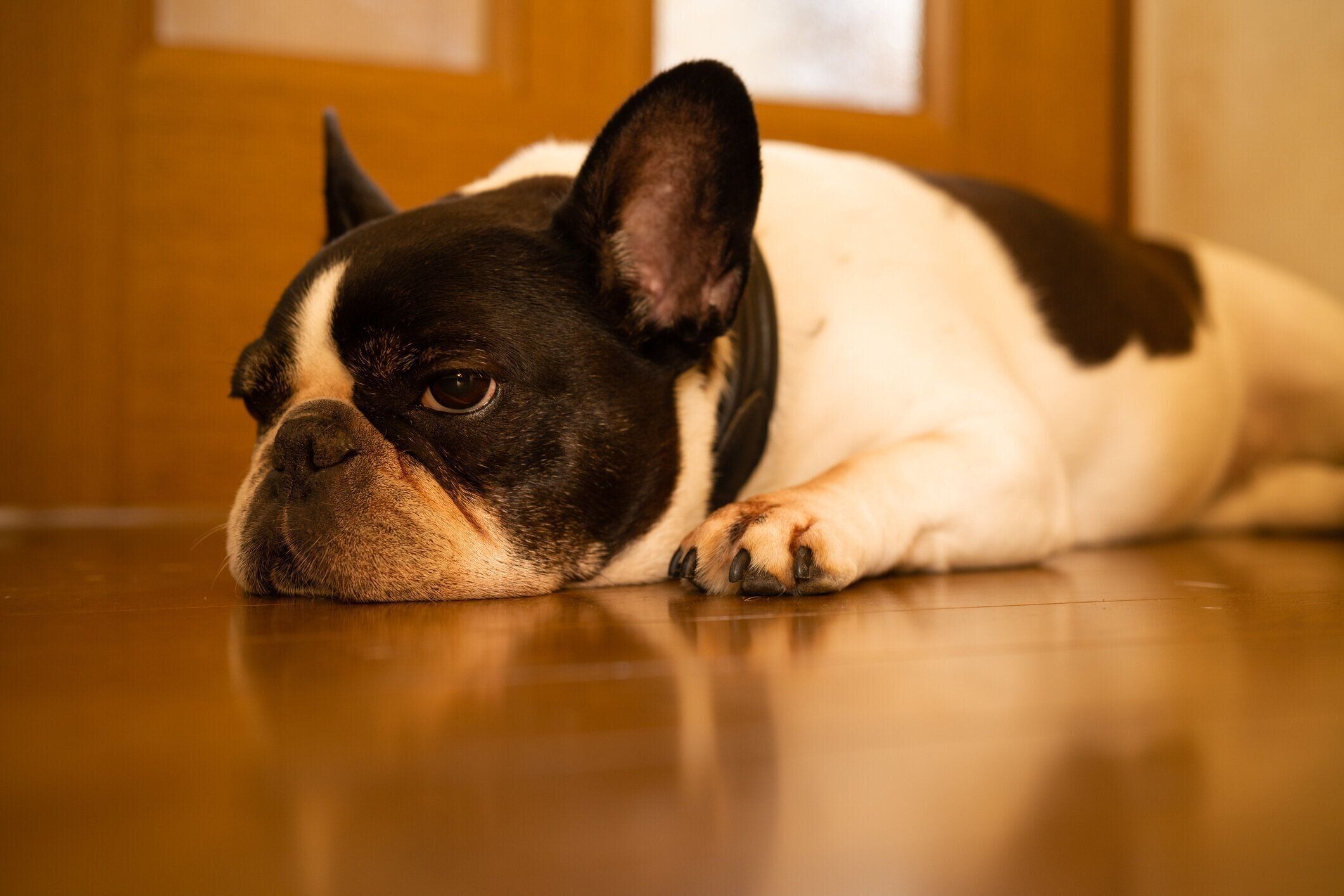 フレンチブルドッグ