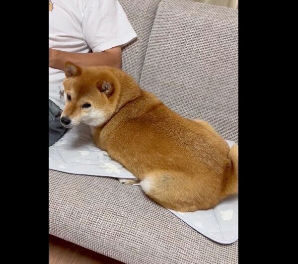 「おやつ」に反応するあさむらさん