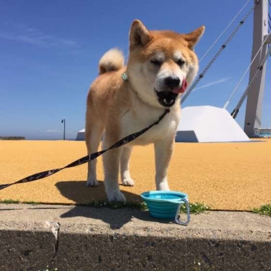 水を飲む柴