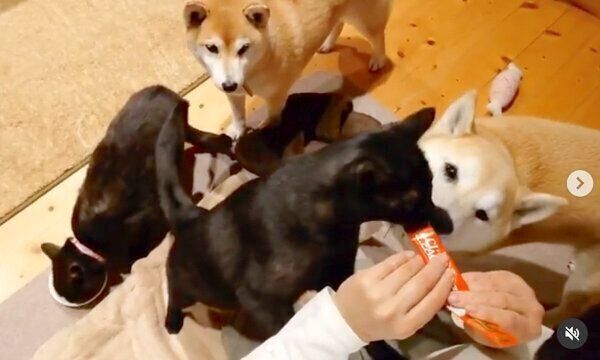 大集合する蘭丸くん、茶々ちゃん、すずちゃん、テルちゃん