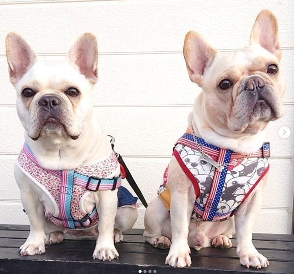 仲良しなボブくん・イブちゃん