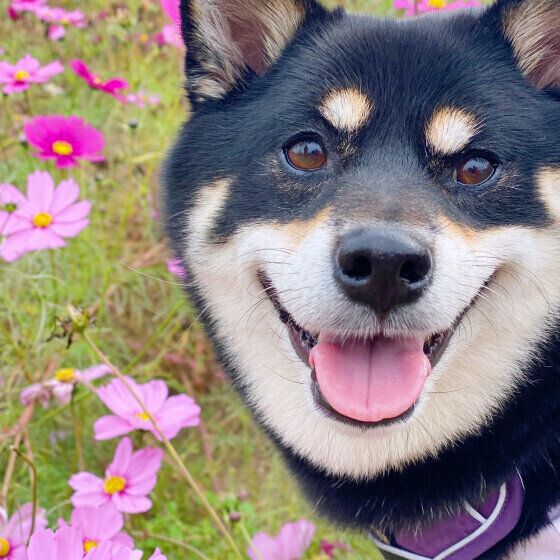 暑から秋は犬の体調変化が起こりやすい？ 季節の変わり目に気をつけること いぬのきもち