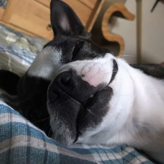 笑うボストン・テリア