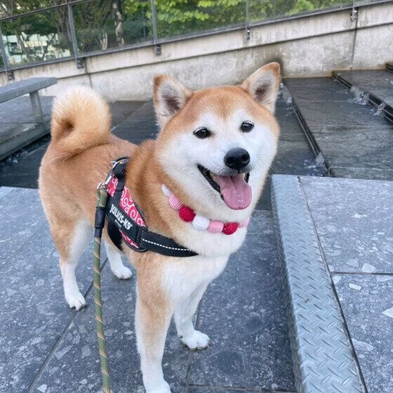 愛犬との冬の散歩で気を付けることは？ 防寒対策や散歩中の誤食に注意 いぬのきもち