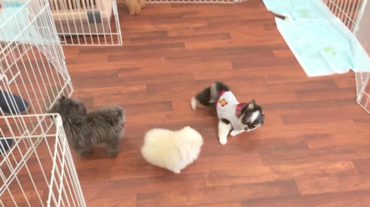 犬動画 かわいさ悶絶級 コロコロ転がる子犬のじゃれあいにキュン いぬのきもちweb Magazine 犬動画 かわいさ悶絶級 コロコロ転がる子犬のじゃれあいにキュン いぬのきもちweb Magazine