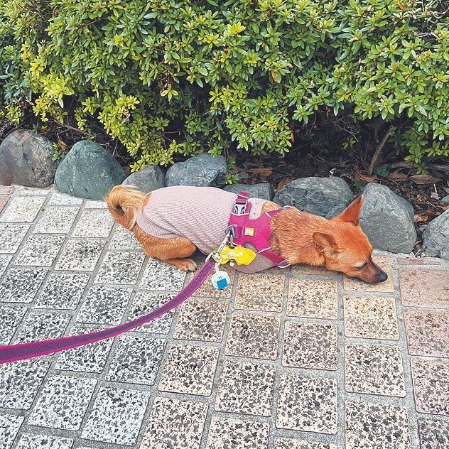 相手が通り過ぎるまでペタ～ン