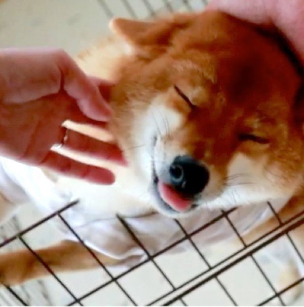 撫でられるのが好きな柴犬