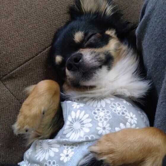 チワワの花くん