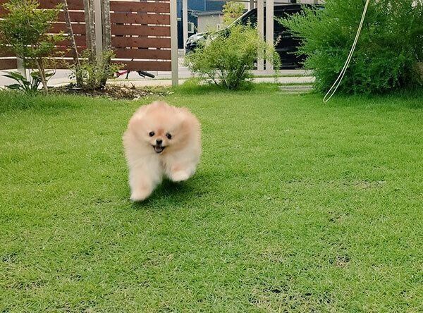お庭で走るぽぽちゃん