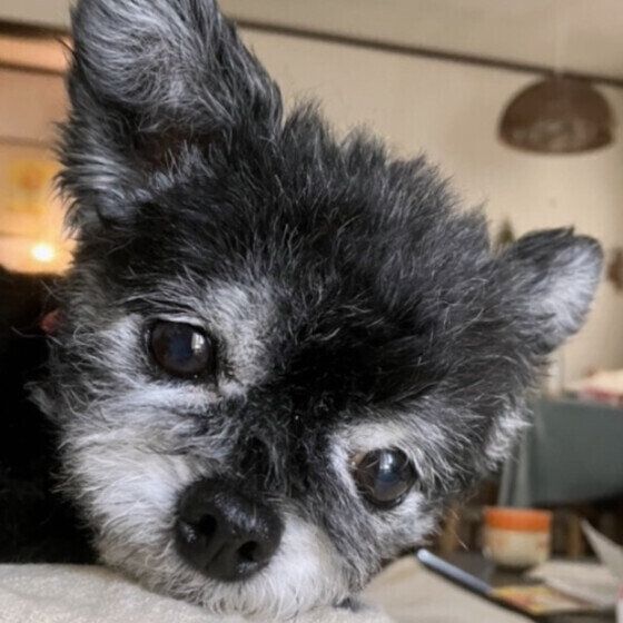 犬の認知症はどんな病気？ 認知症になりやすい犬の傾向を獣医師に聞いた いぬのきもち