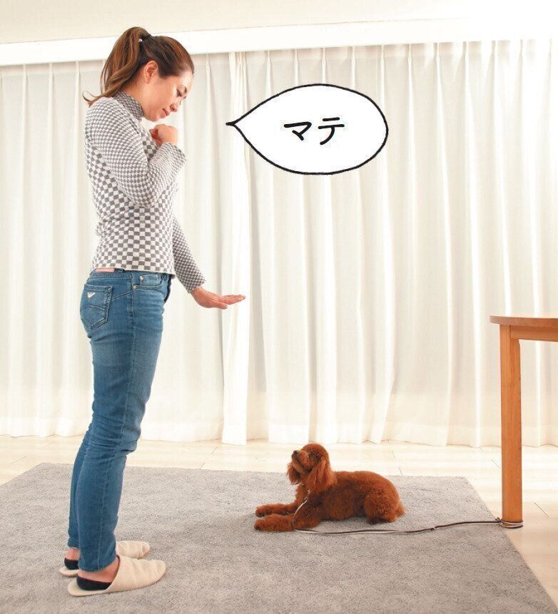 「いなくなっても戻ってくる」という信頼関係を築きましょう