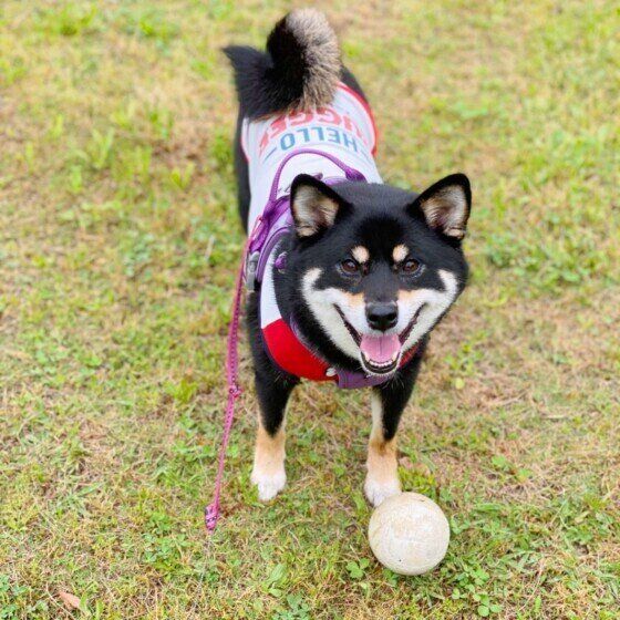 ボールで遊ぶ柴犬