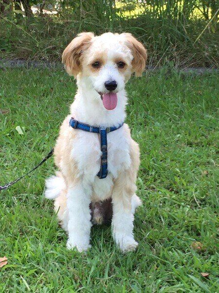 草むらでおすわりするチャイニーズ・クレステッド・ドッグ