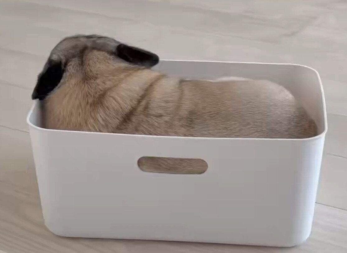 買ってきたばかりのBOXに入るきなこくん
