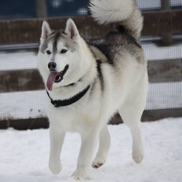 雪道を走るりくくん