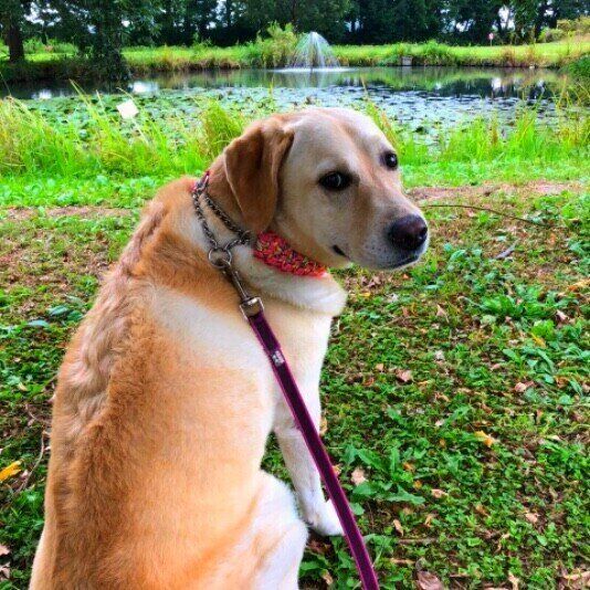 ラブラドール・レトリーバーのハンナちゃん