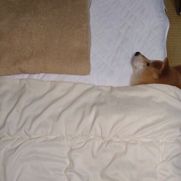 布団の端でパパさんを待つテツくん